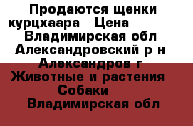 Продаются щенки курцхаара › Цена ­ 16 000 - Владимирская обл., Александровский р-н, Александров г. Животные и растения » Собаки   . Владимирская обл.